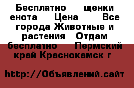 Бесплатно !!! щенки енота!! › Цена ­ 1 - Все города Животные и растения » Отдам бесплатно   . Пермский край,Краснокамск г.